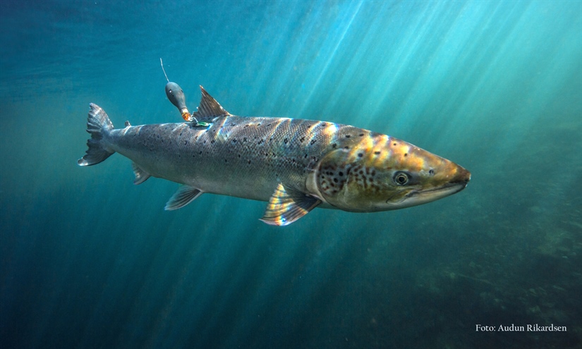 Wild salmon’s wild journey in the ocean 